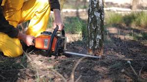 Best Tree Disease Treatment  in New Braunfels, TX